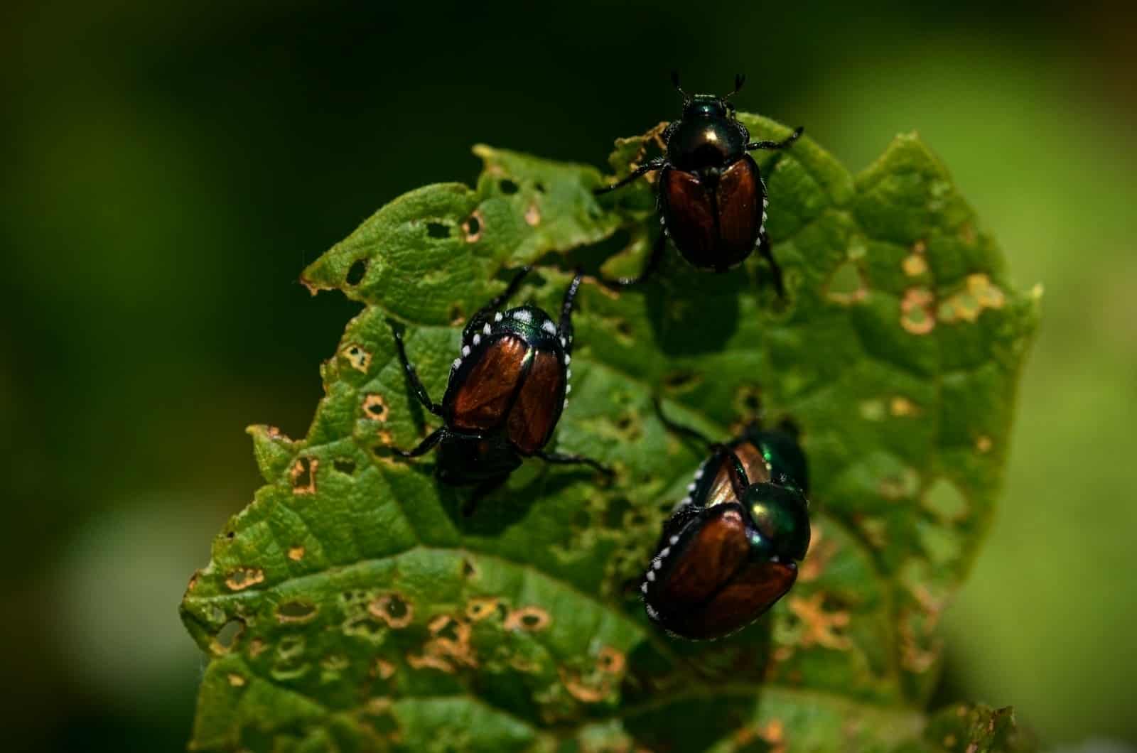 Japanese Beetles on leaf