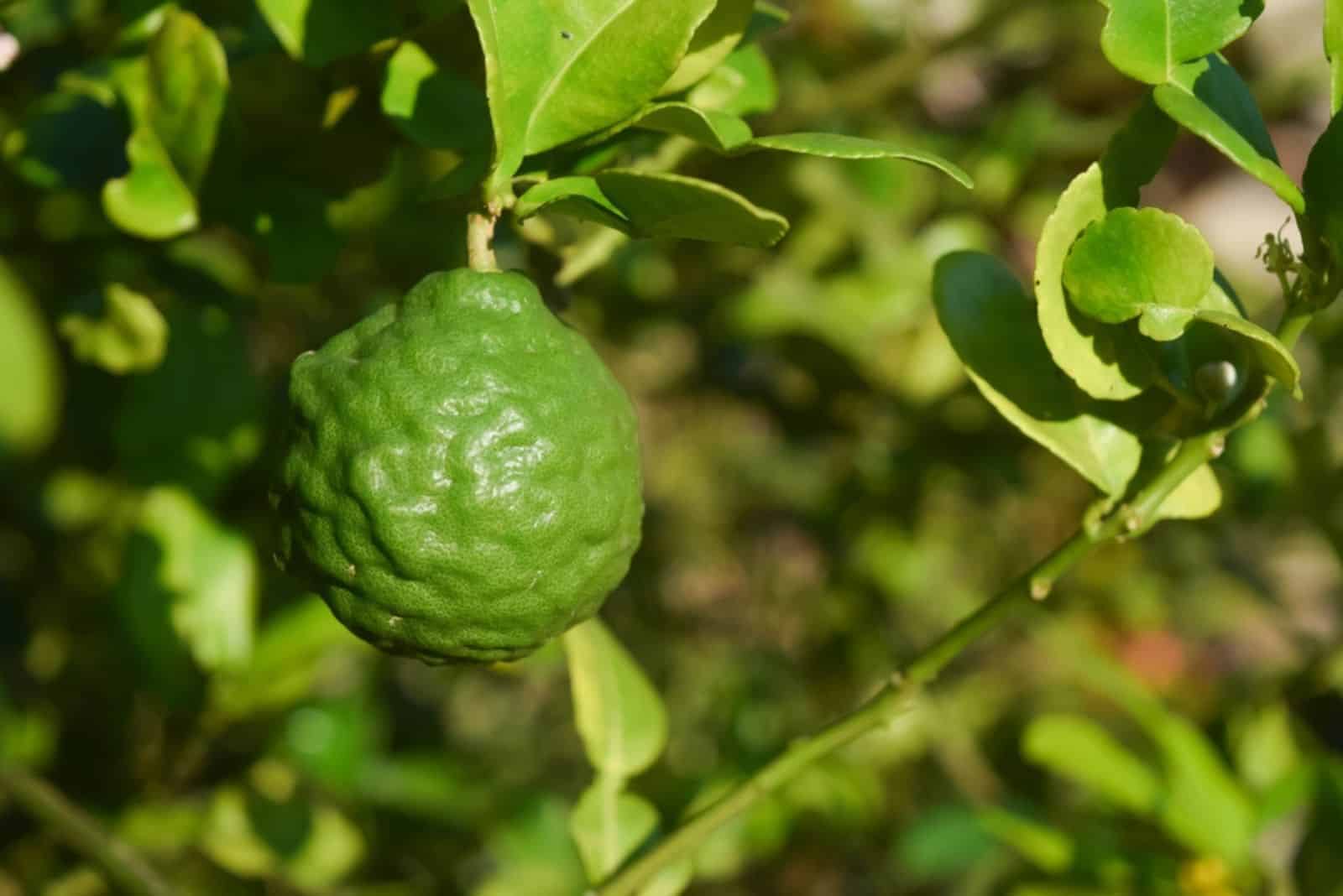 Kaffir Limes plant