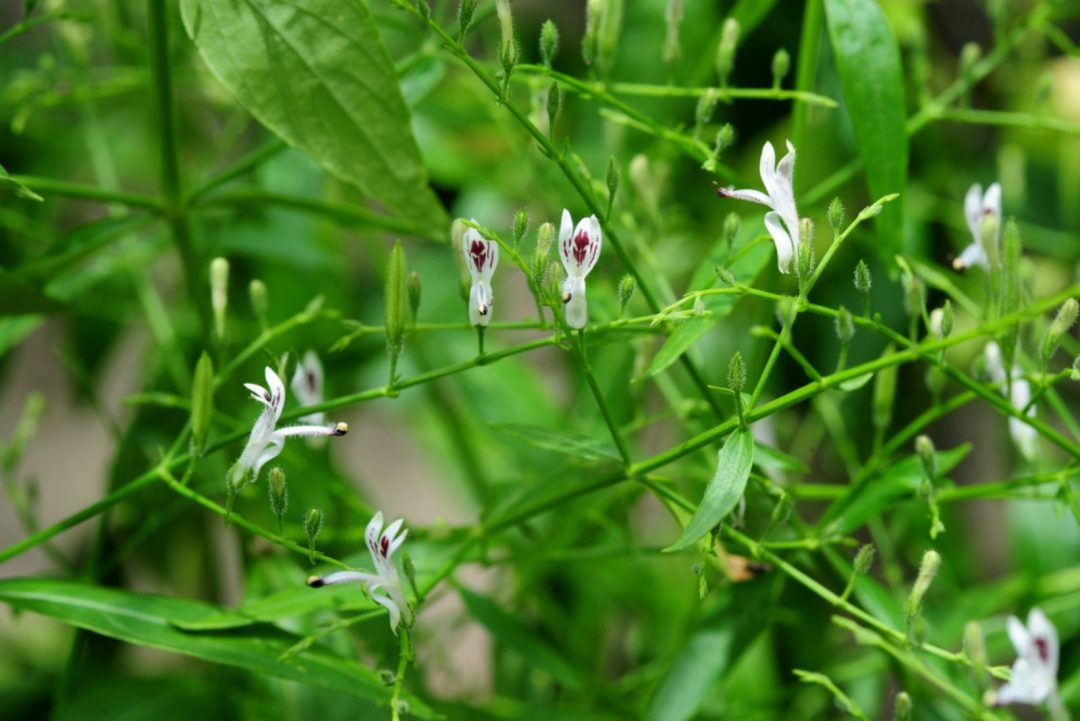 16 Best Snake-Repellent Plants For Your Outdoor Garden