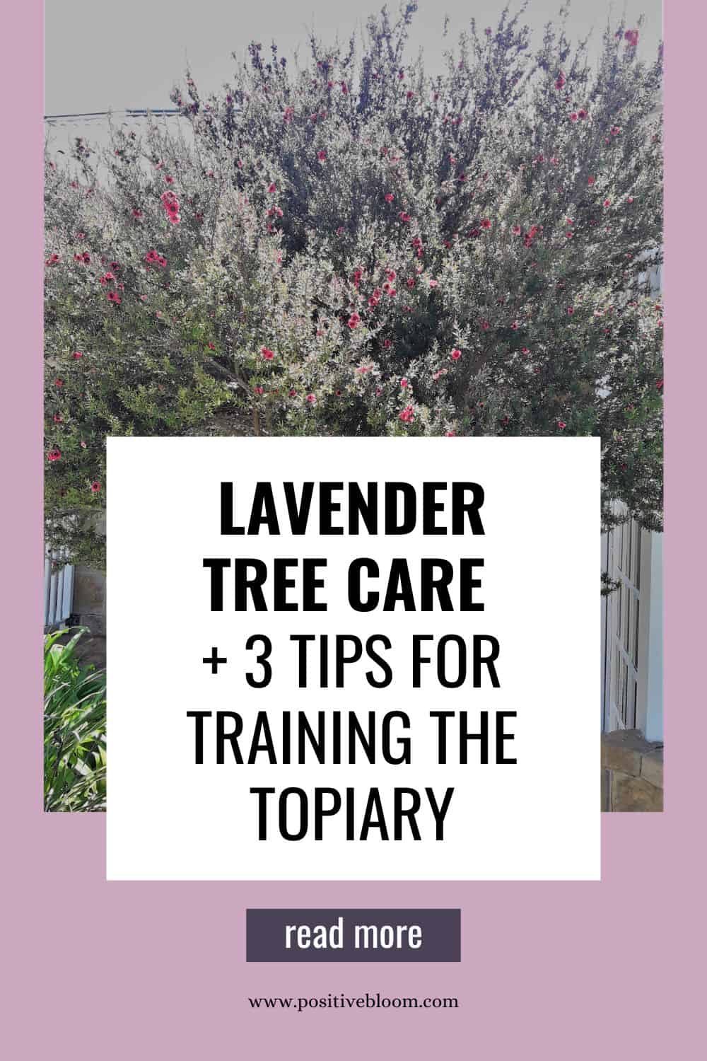 Lavender Tree Care + 3 Tips For Training The Topiary Pinterest