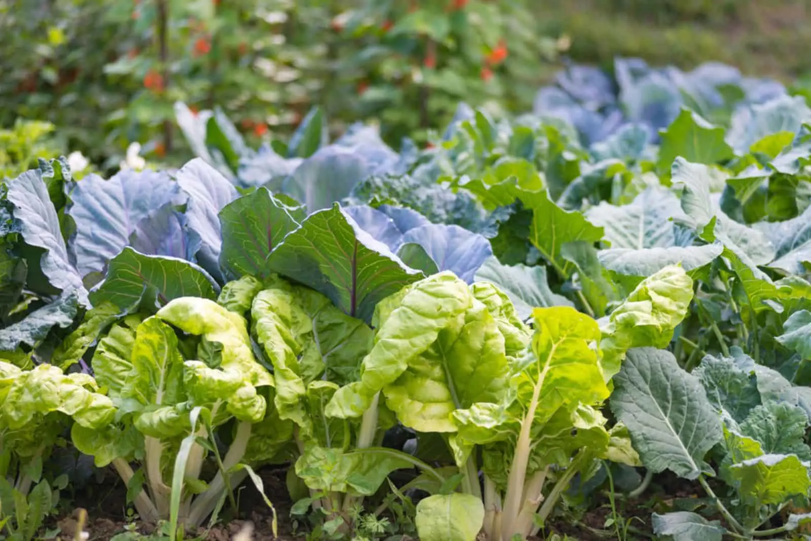 Leaves of various cabbage (Brassicas) plants in homemade garden plot