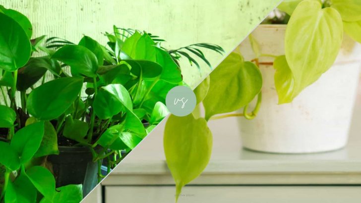 Lemon Lime Philodendron vs Neon Pothos: 7 Key Differences