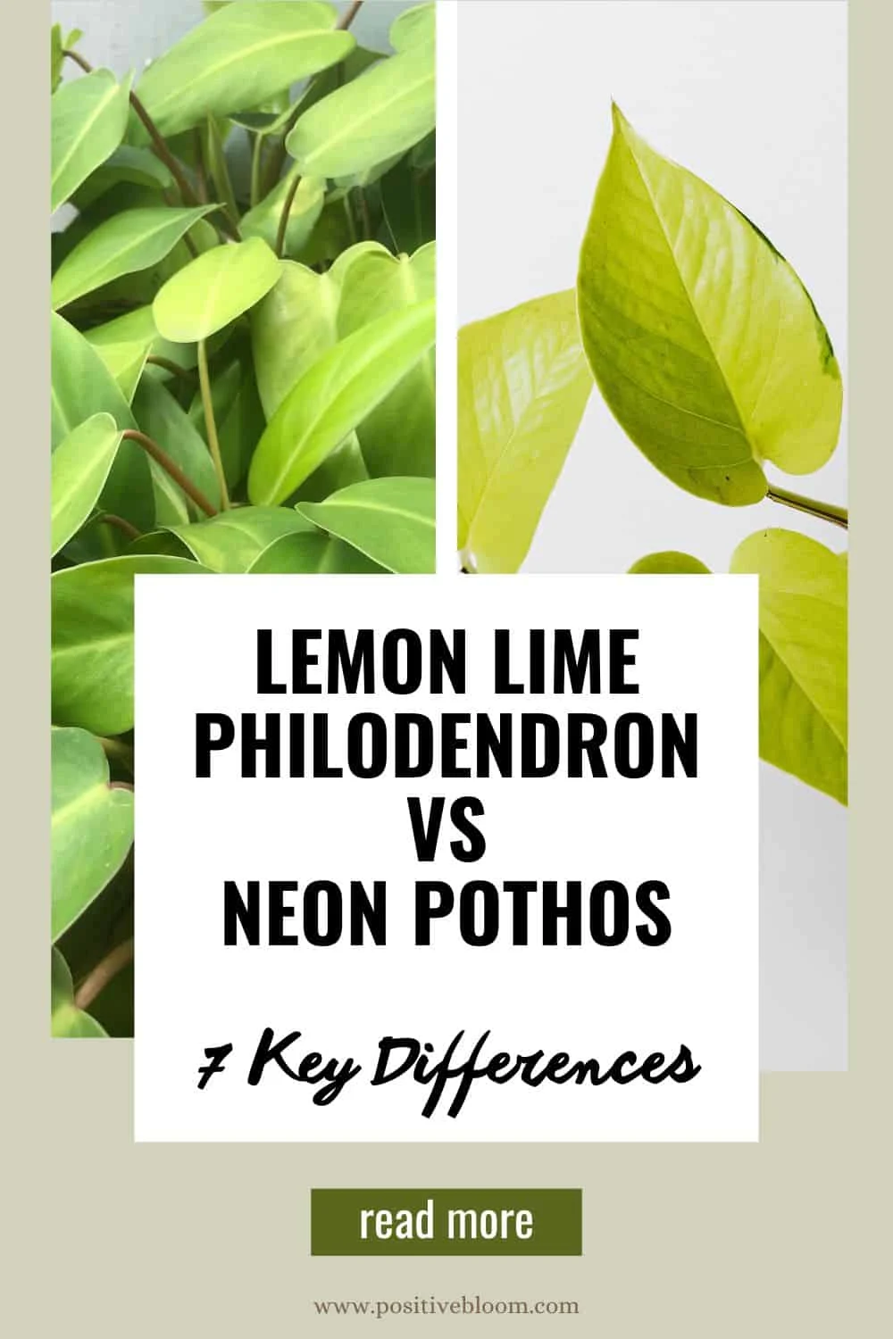 Lemon Lime Philodendron vs Neon Pothos 7 Key Differences Pinterest
