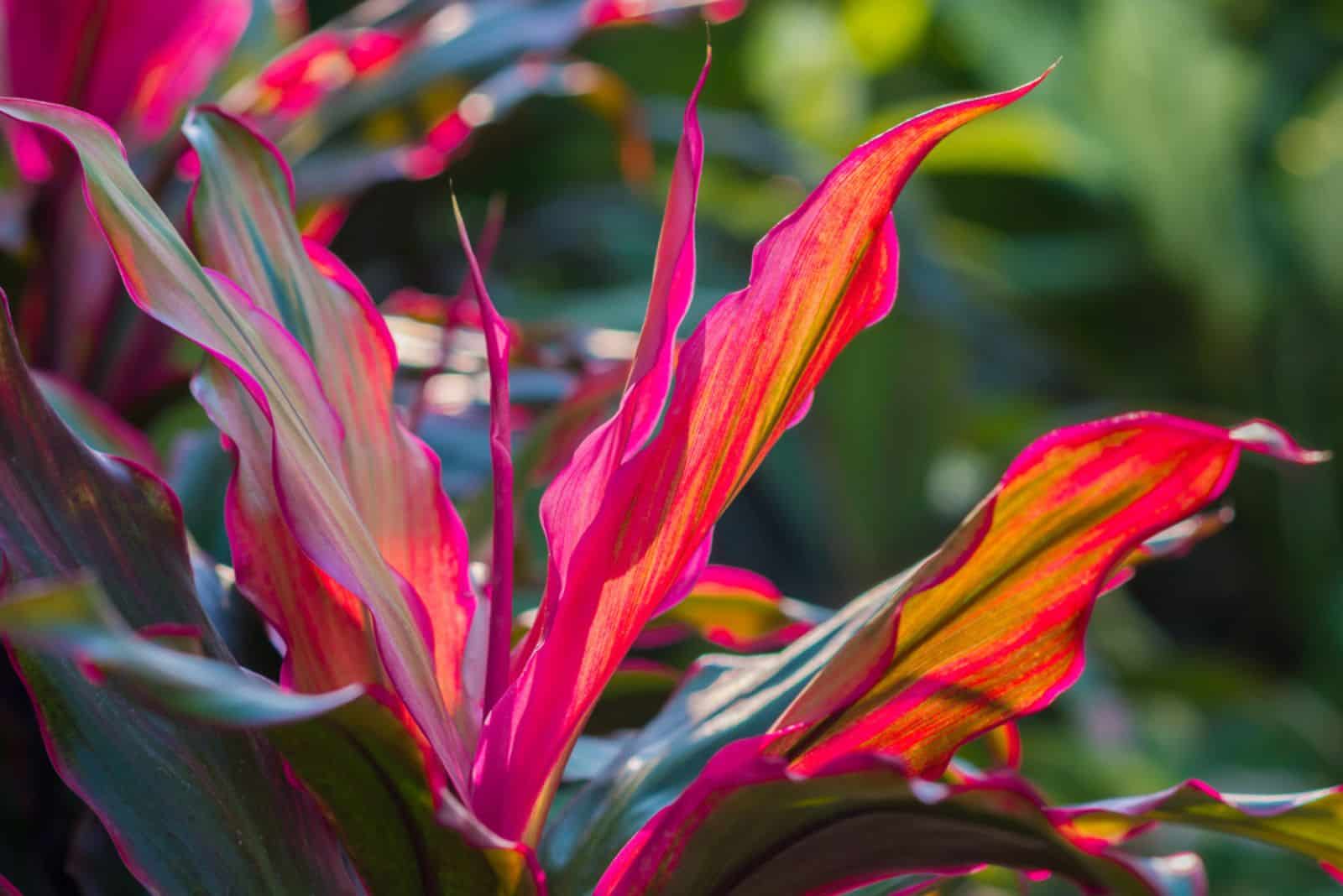 Long, bright, purple and pink leaves of a tropical plant in a garden