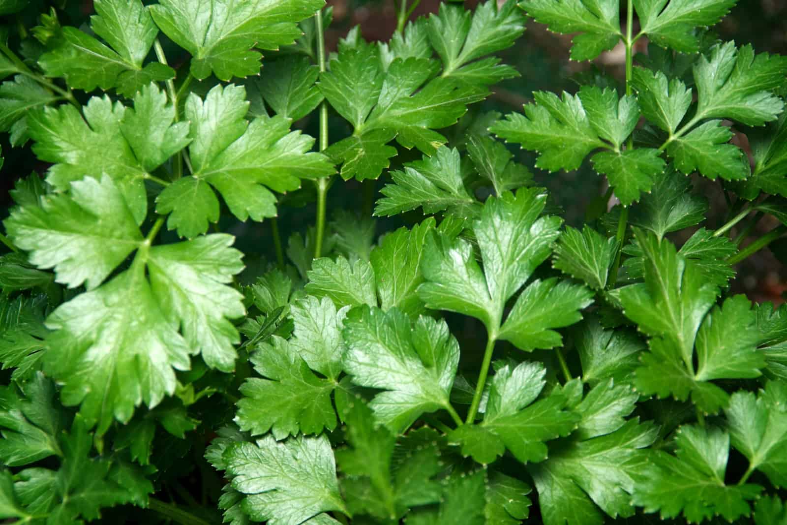 Looking down on the vibrant green leaves of the flat italian parsley plant.