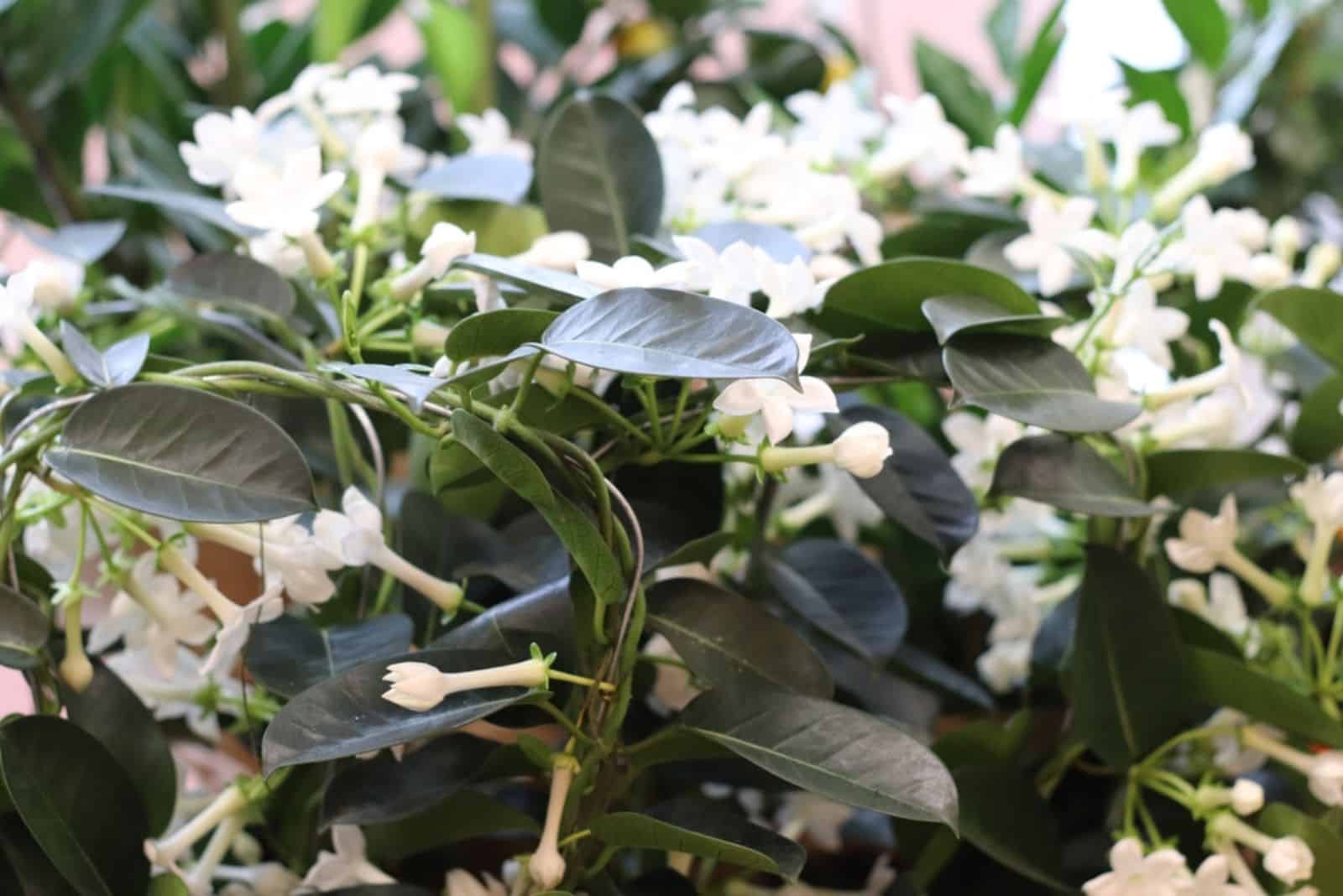 Madagascar jasmine or stephanotis with flowers
