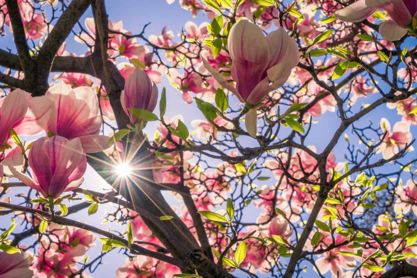 Magnolia tree blooming in spring with sun shining