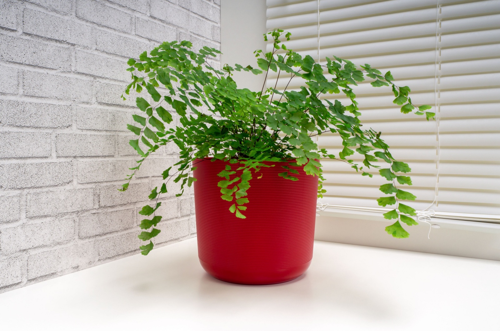 Maidenhair Fern