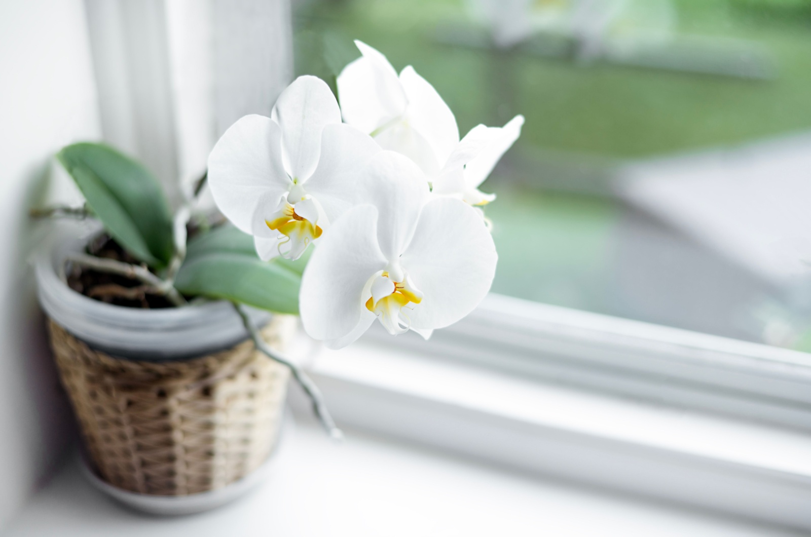 Moth Orchid