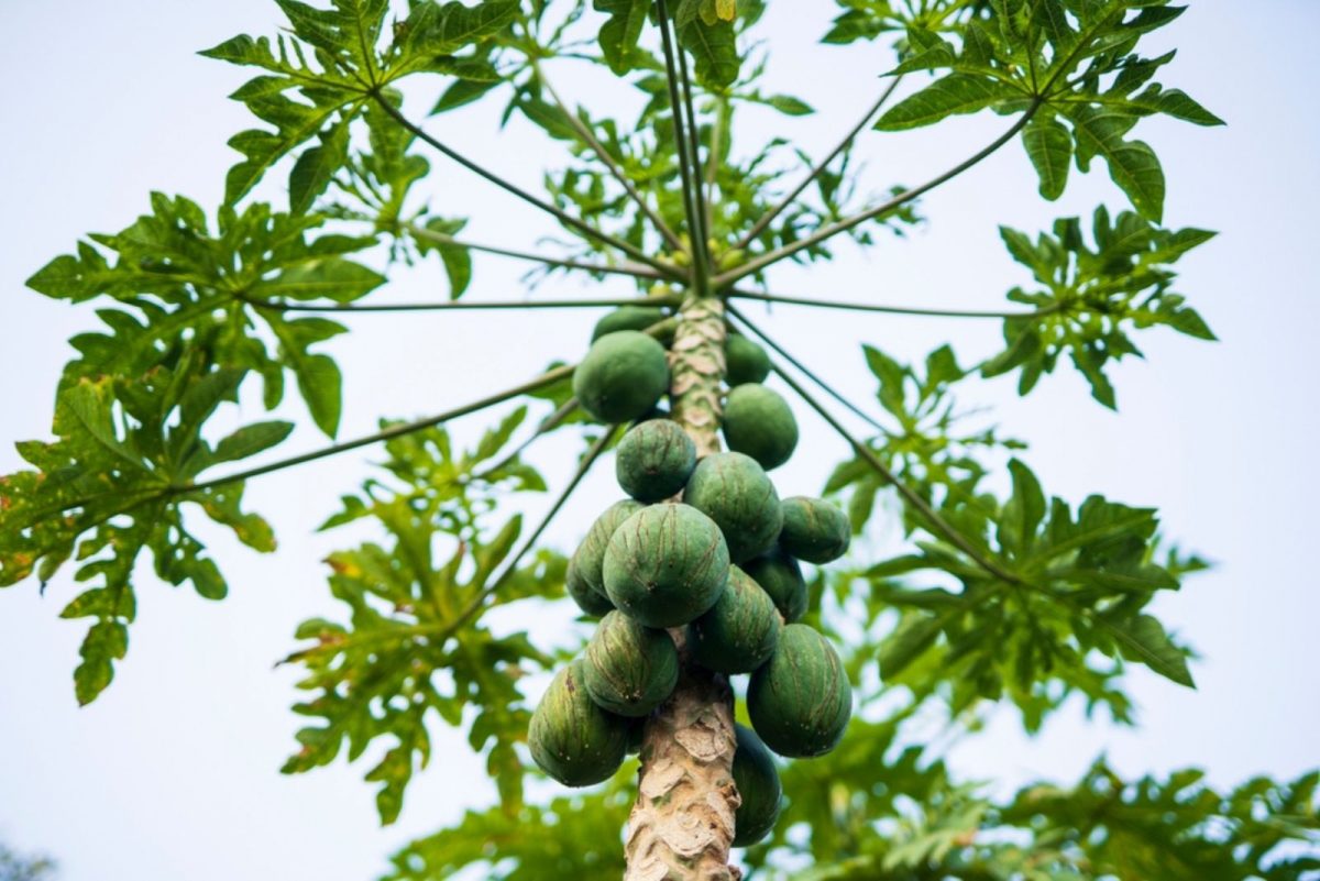 The Best Trees To Plant Near House & Which To Avoid