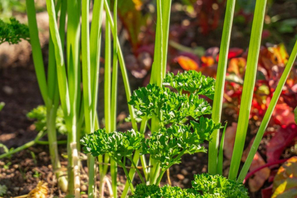 13 Best Companion Plants For Parsley + Some Plants To Avoid