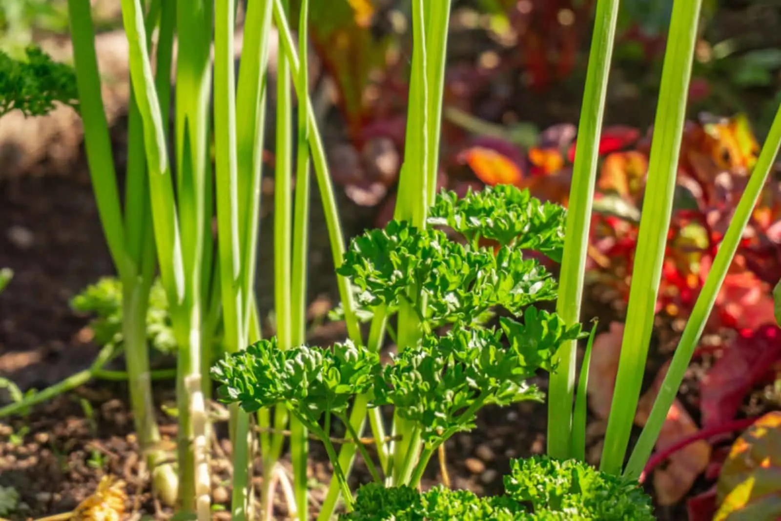Parsley herb and spring onions growing in a companion planting