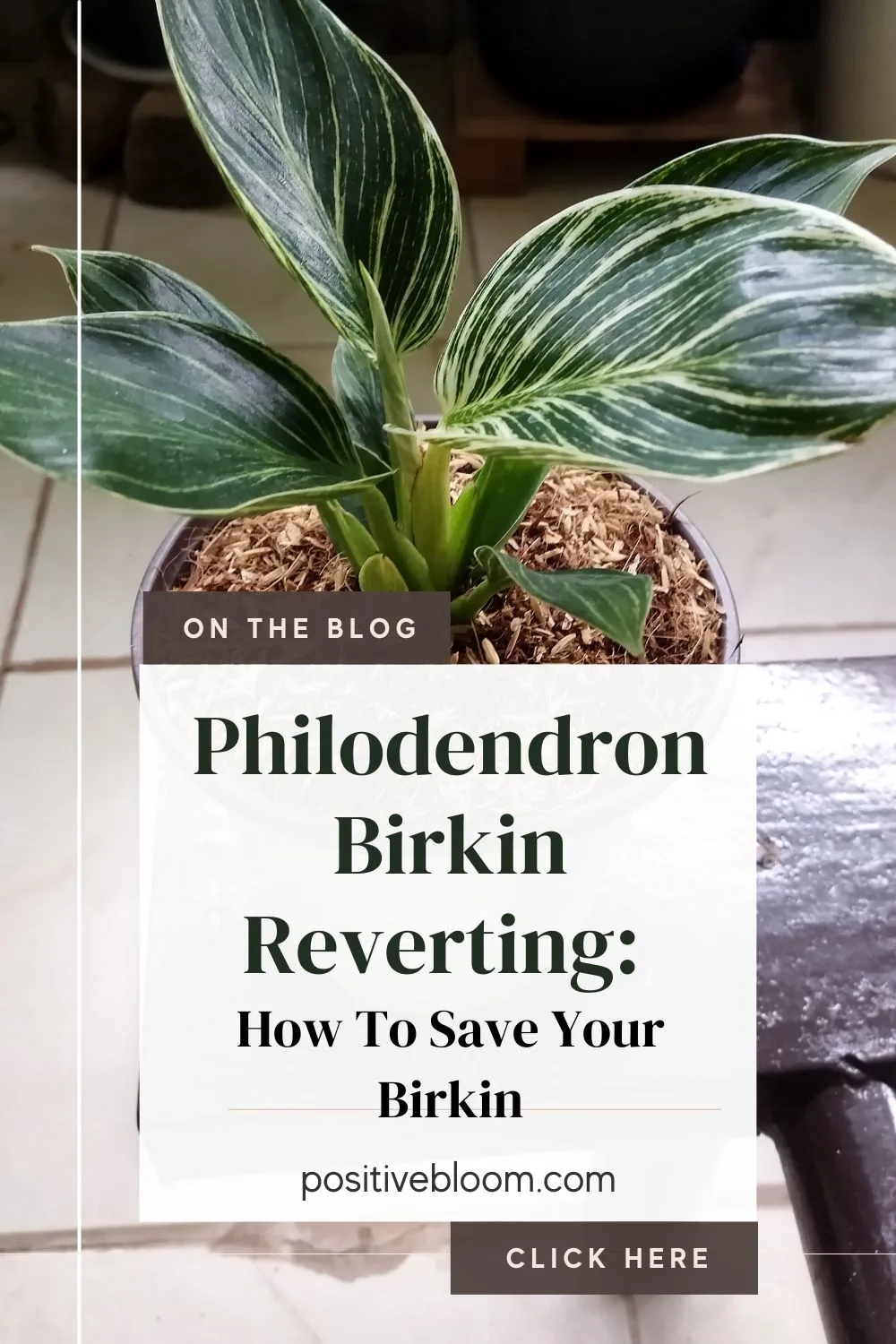 Philodendron Birkin Reverting How To Save Your Birkin Pinterest
