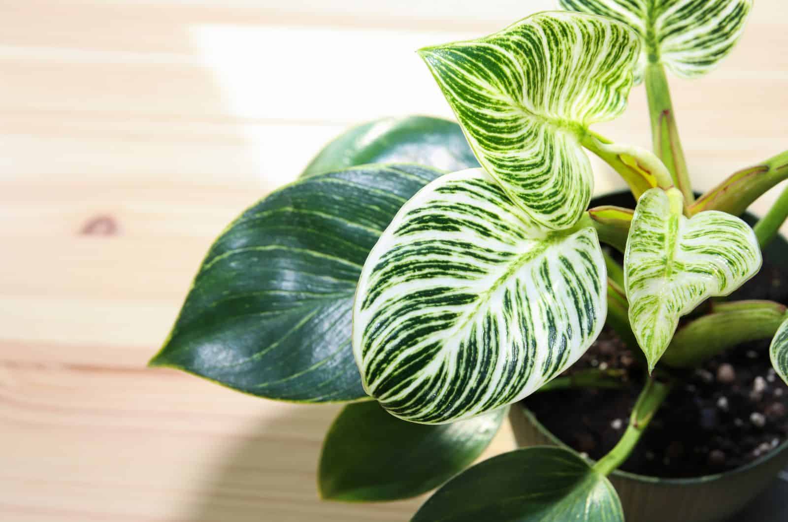 Philodendron Birkin Reverting: How To Save Your Birkin