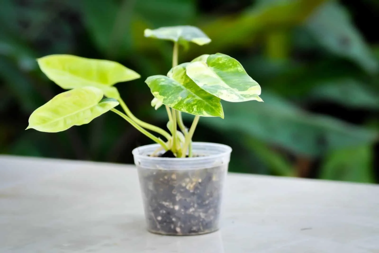 Philodendron Burle Marx in little pot on the table
