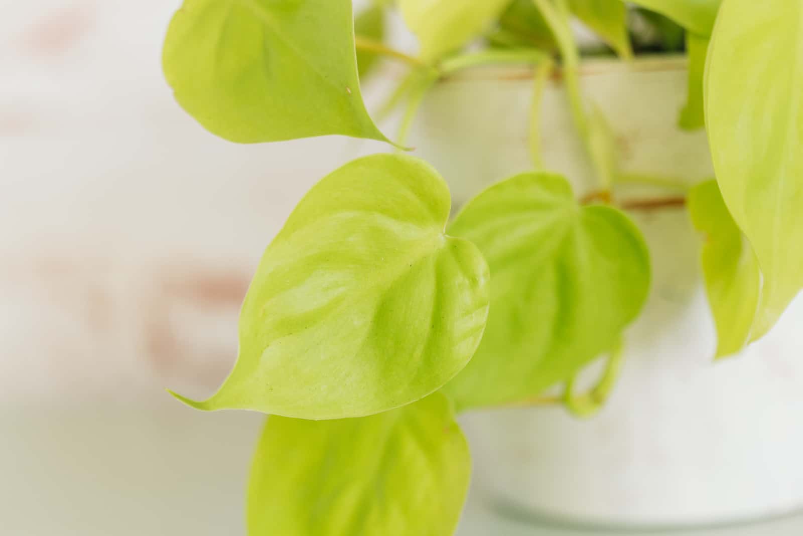 Philodendron Lemon Lime in white painted terracotta pot