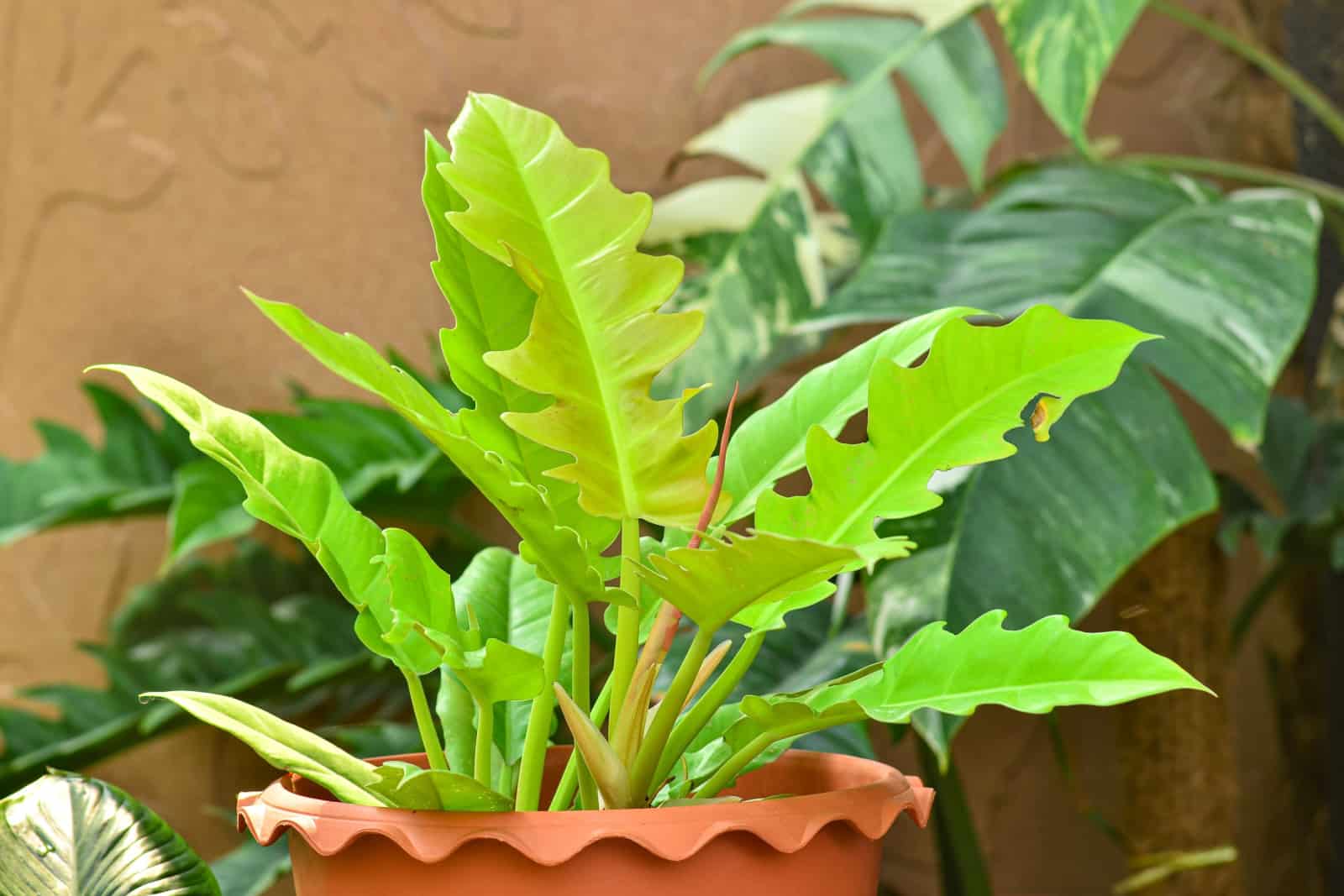 Philodendron Ring of Fire Gold in garden