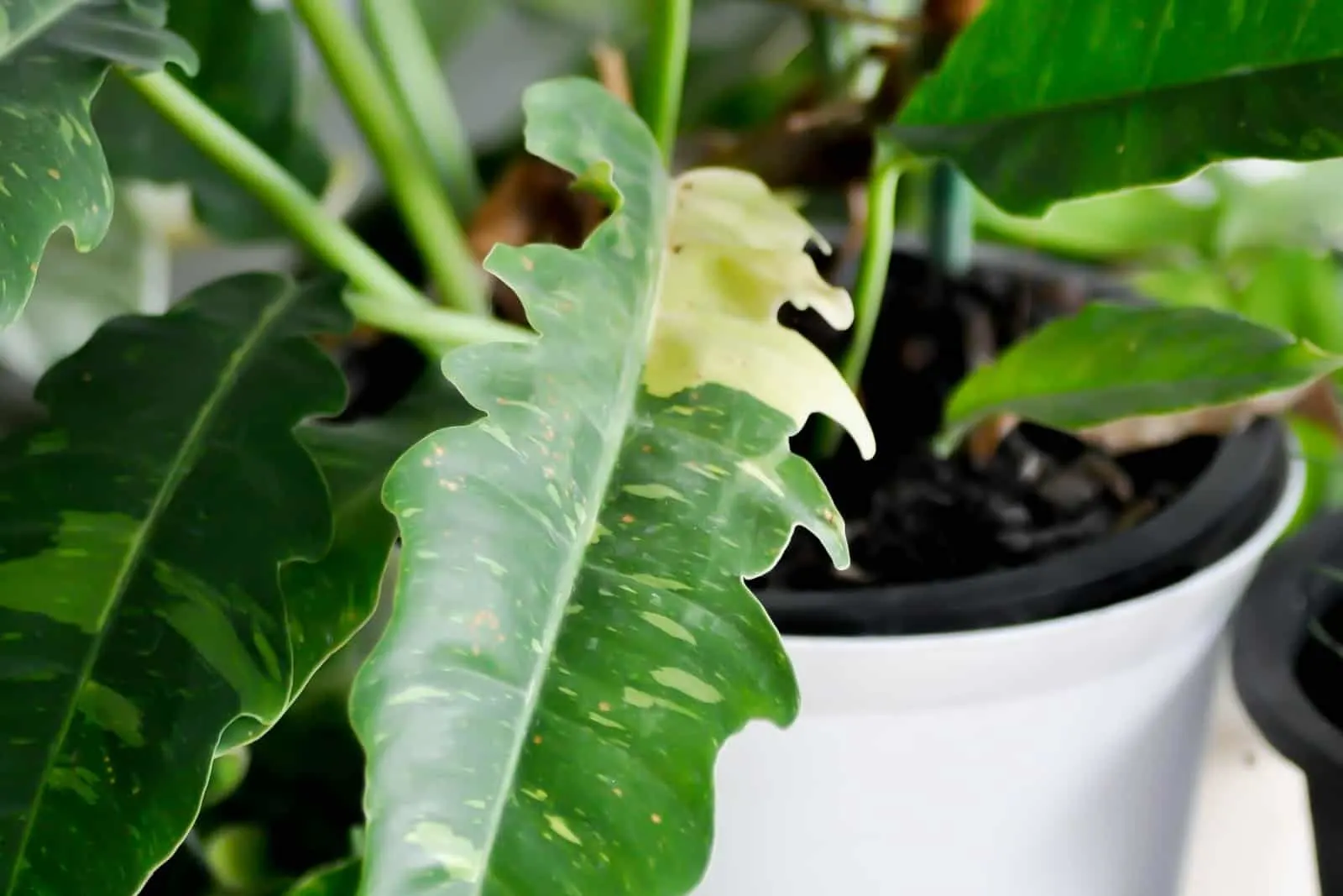 Philodendron Ring of Fire plant in a pot