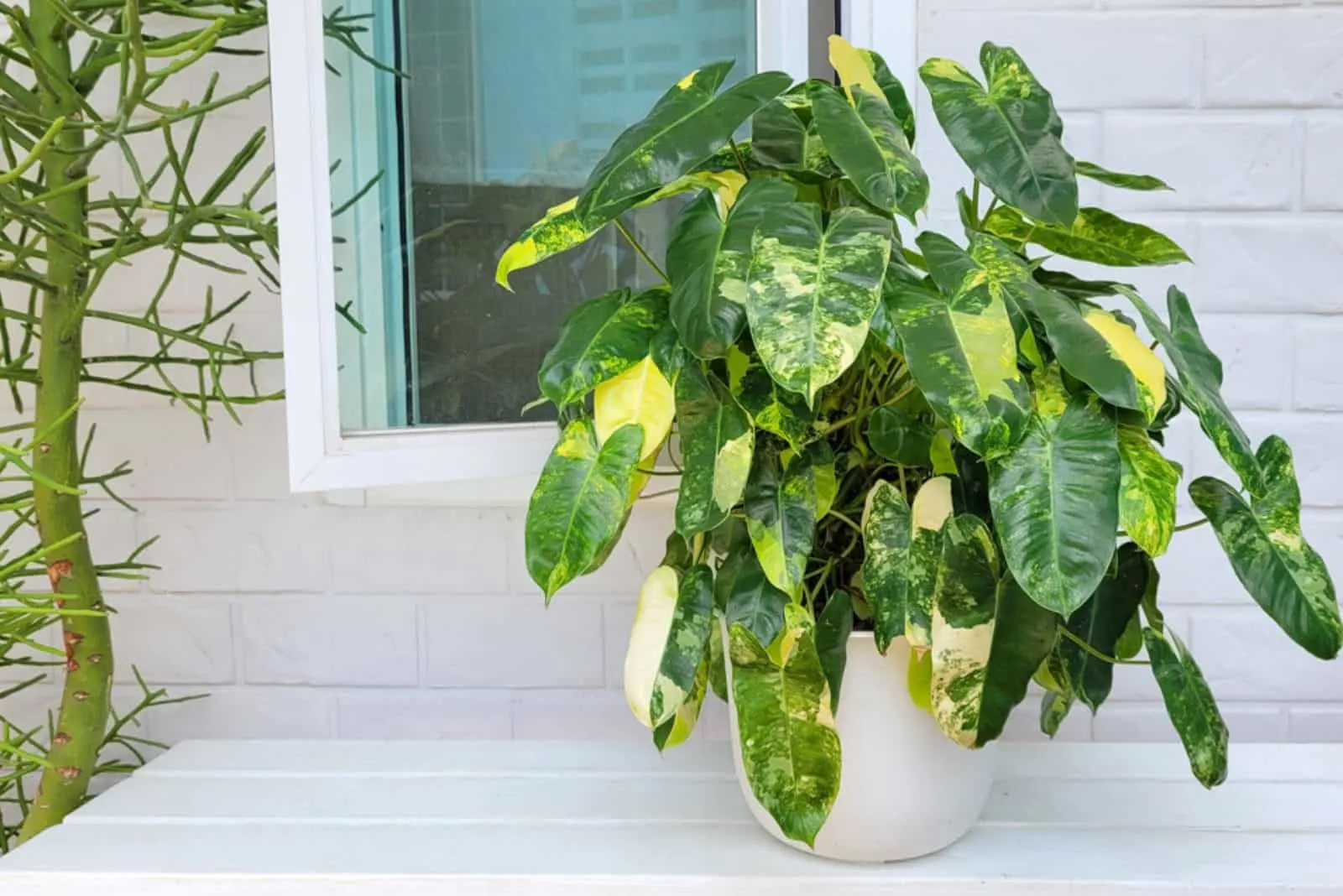 Philodendron burle marx variegated mixed colors Houseplant