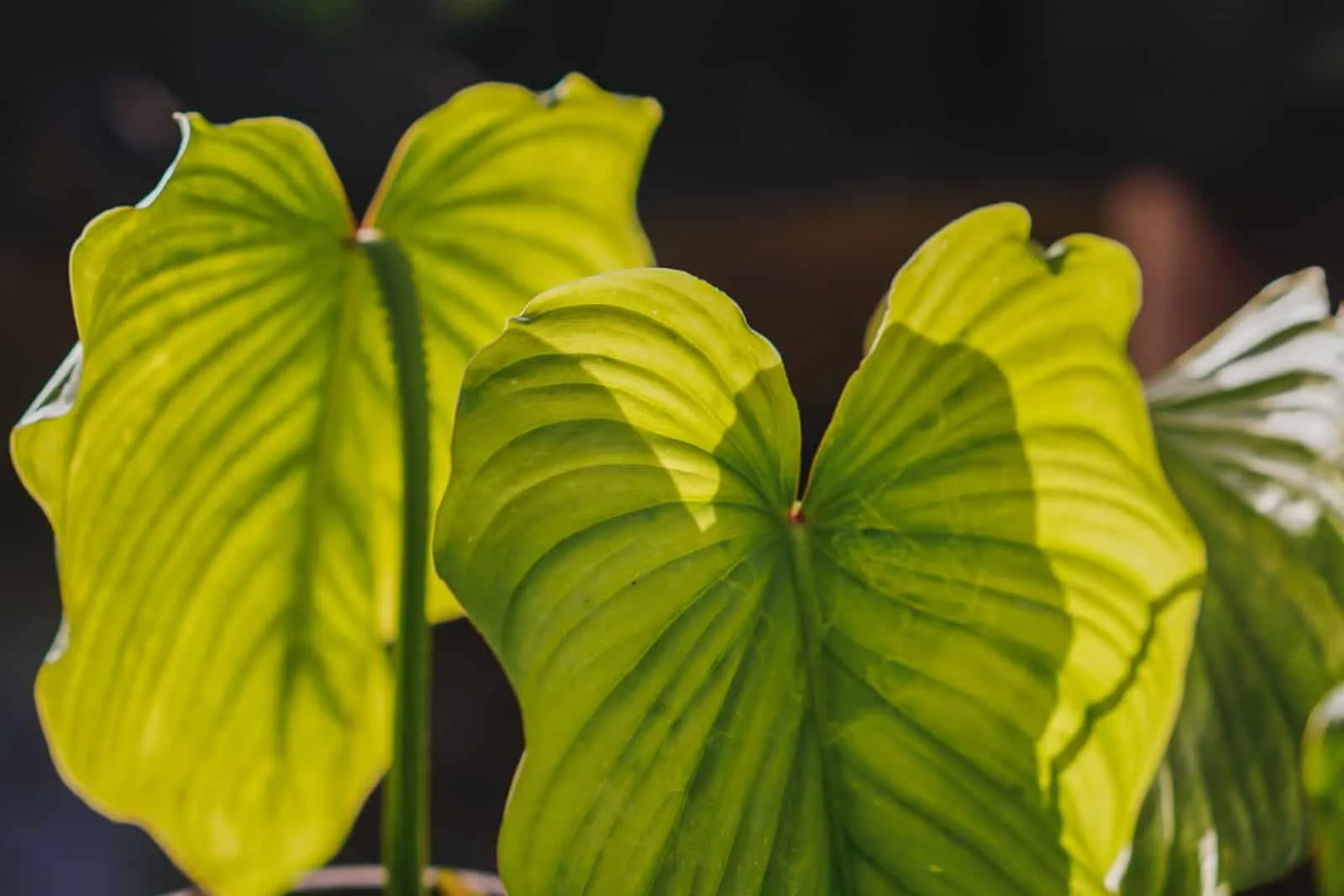 Philodendron 'Silver Cloud' - Quilted Silver Leaf Philodendron