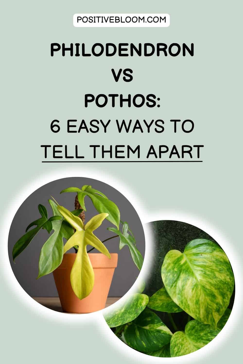 Philodendron vs Pothos 6 Easy Ways To Tell Them Apart Pinterest