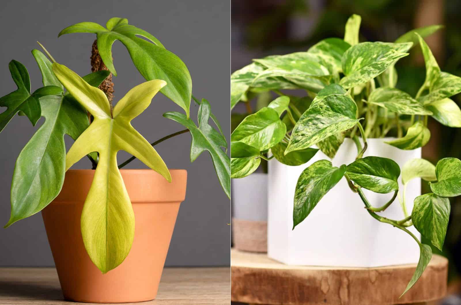 philodendron vs pothos plants