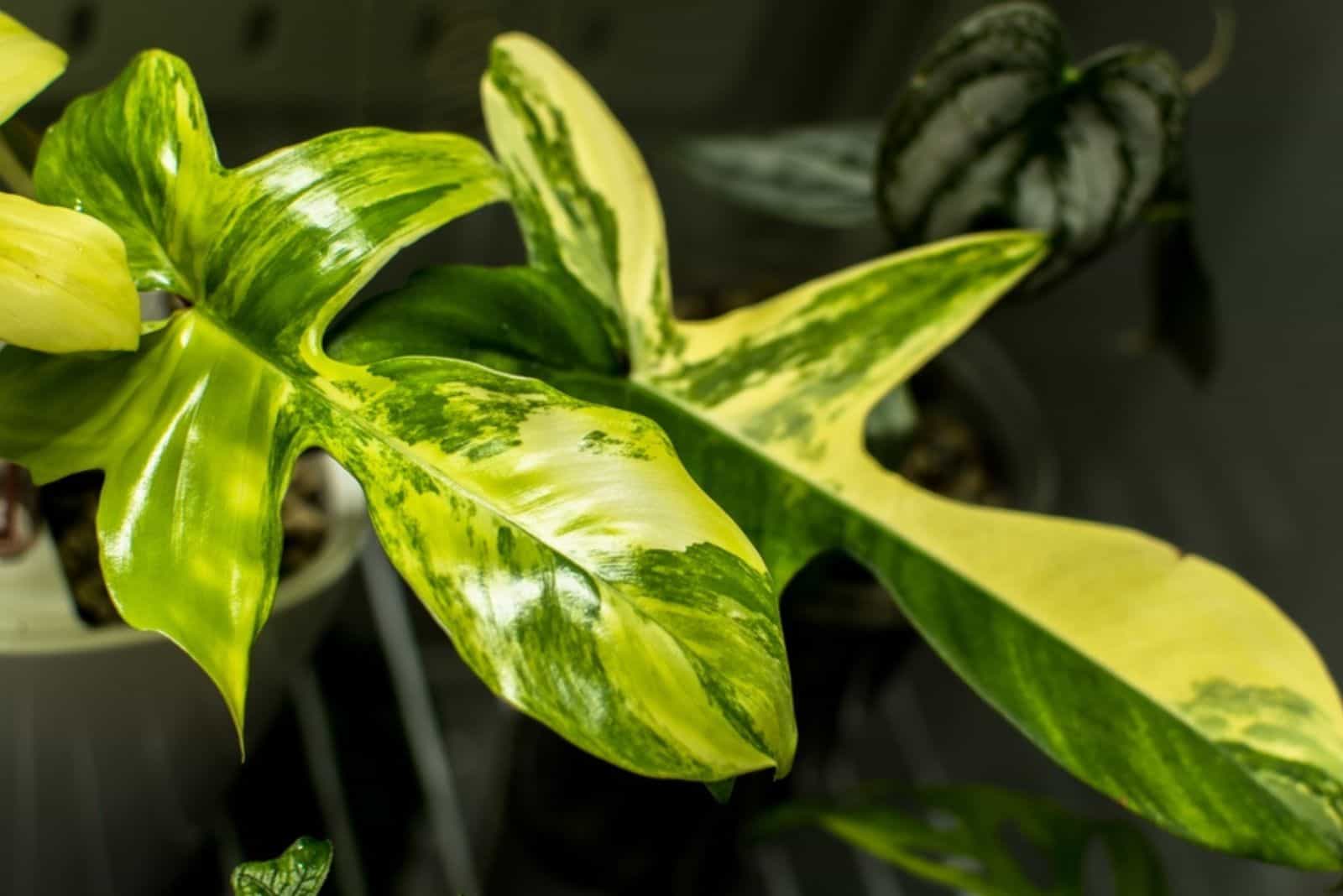 Philodenron Florida Beauty Rare Aroid Plant