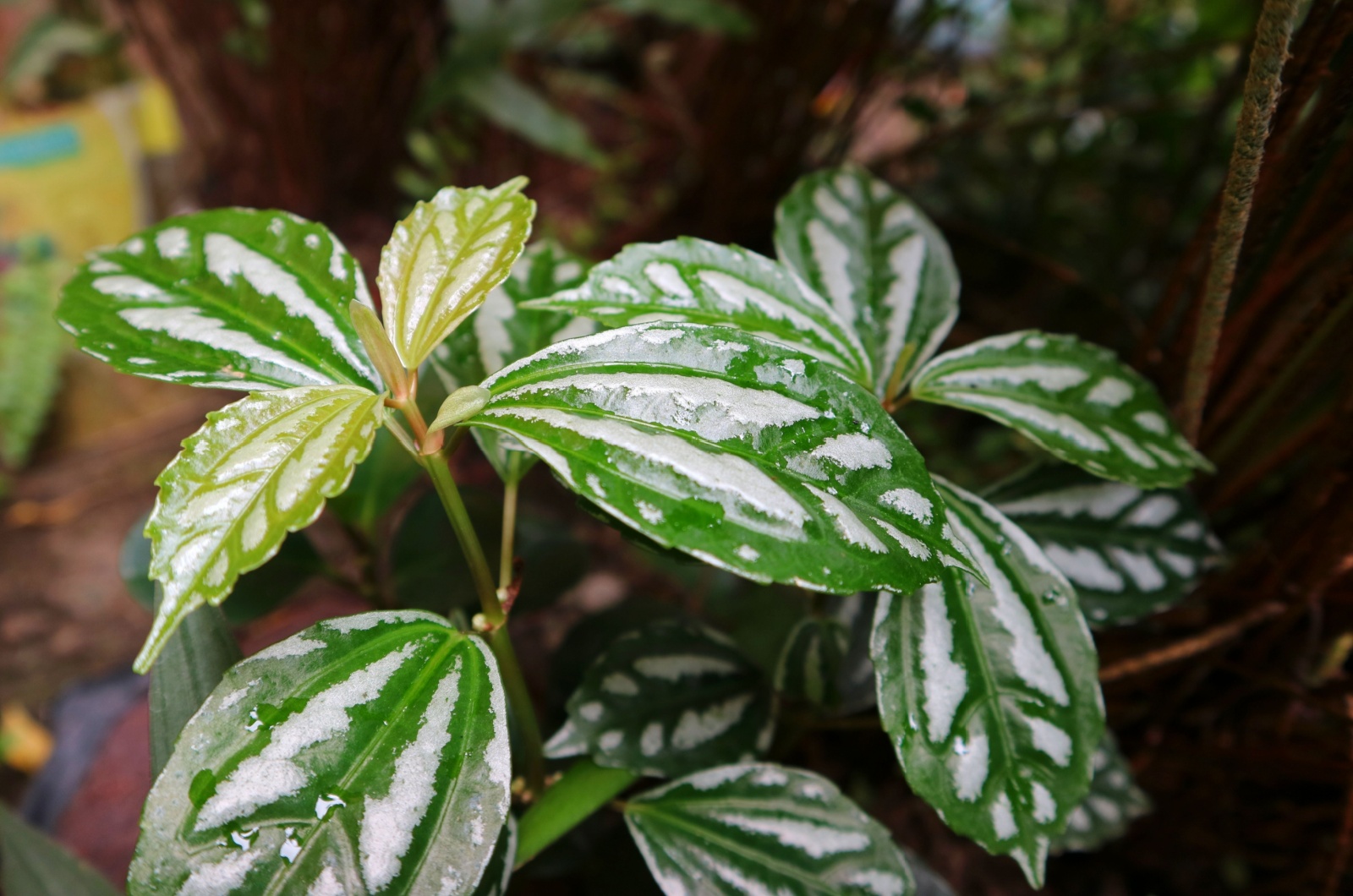 Pilea Cadierei