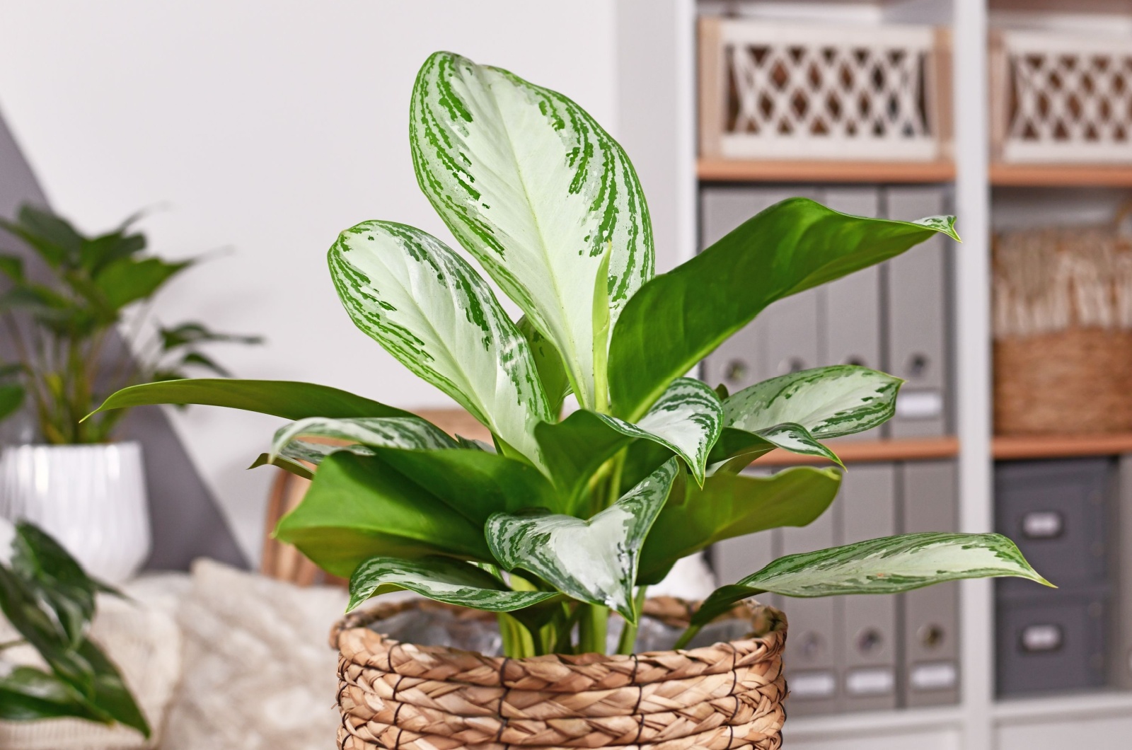 Potted Aglaonema