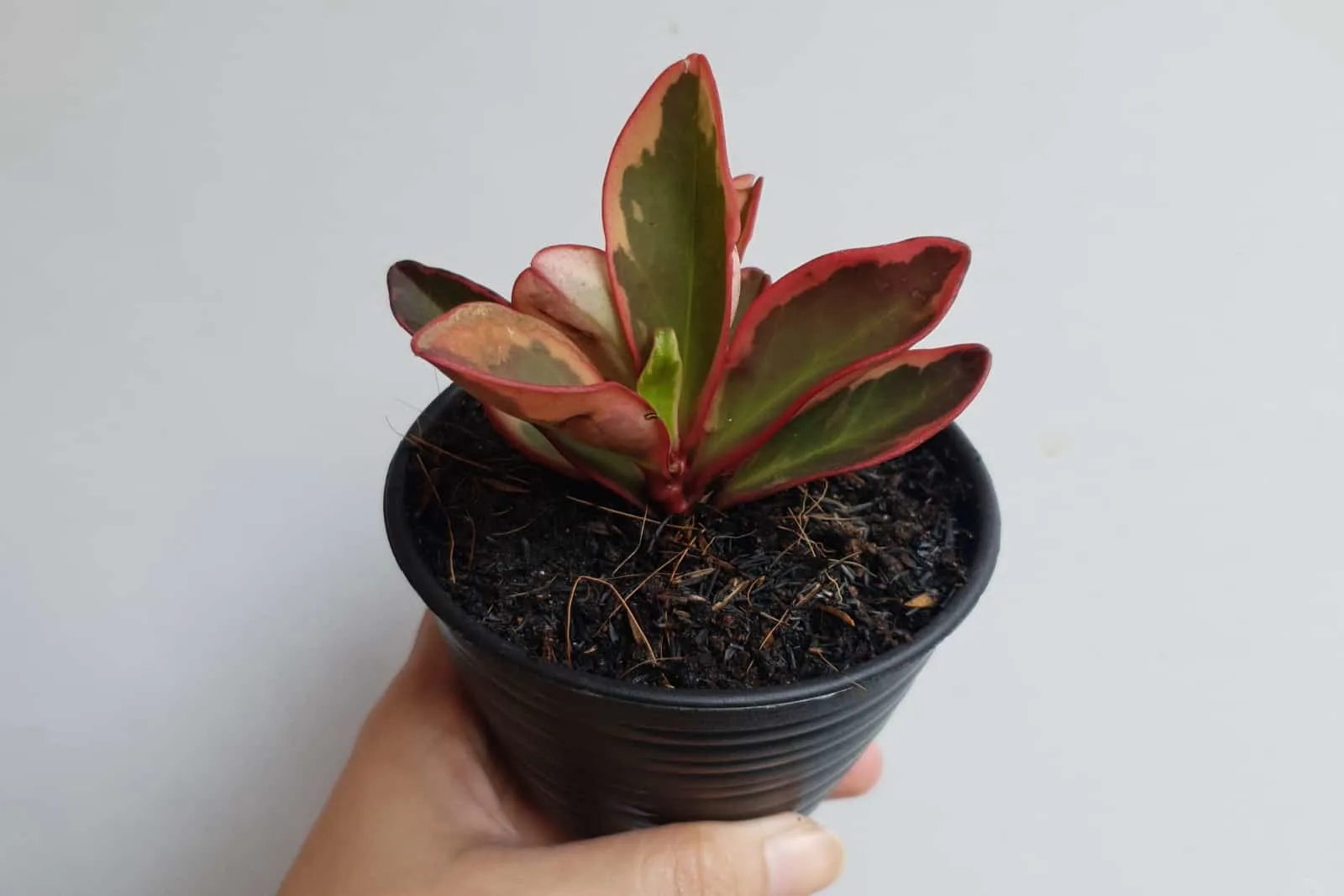Potted houseplant named Peperomia Clusiifolia Tricolor