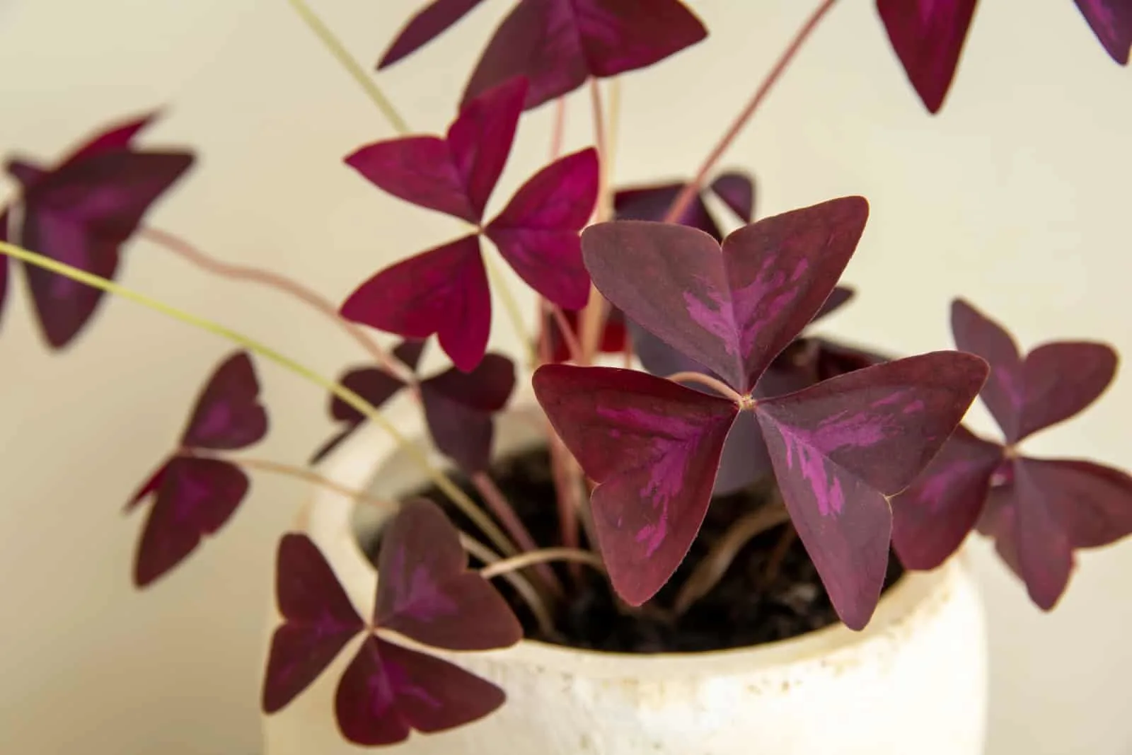 Purple Oxalis Triangularis Mijke plant in a decorative pot