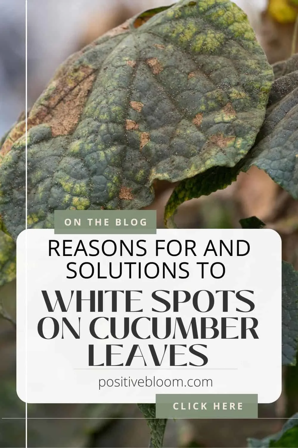 Reasons For And Solutions To White Spots On Cucumber Leaves Pinterest