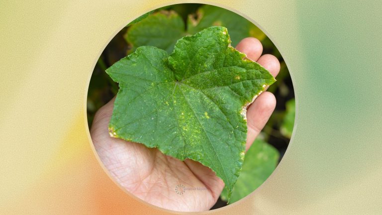 White Spots On Cucumber leaf in garden outside