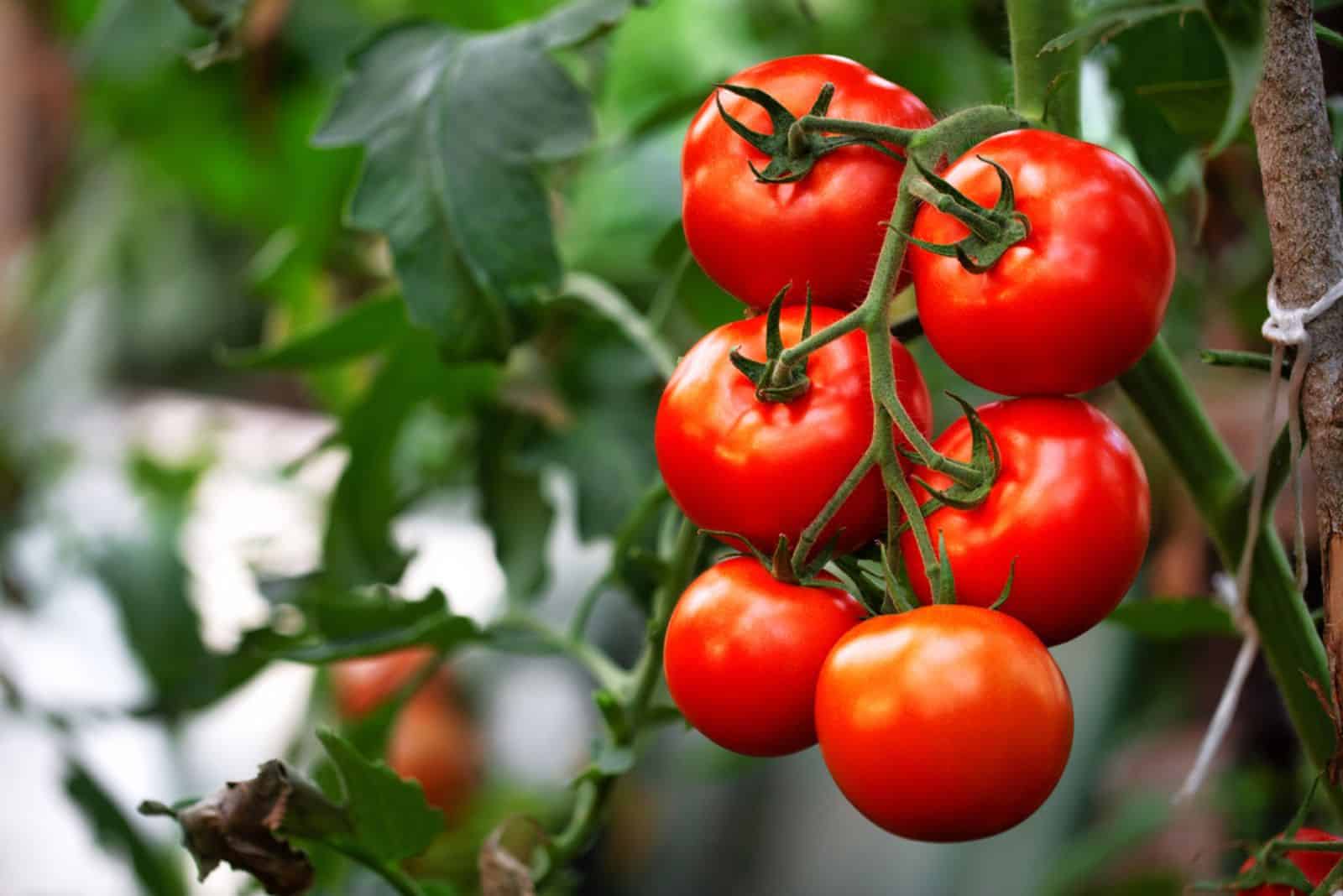 Ripe red organic tomato in greenhouse