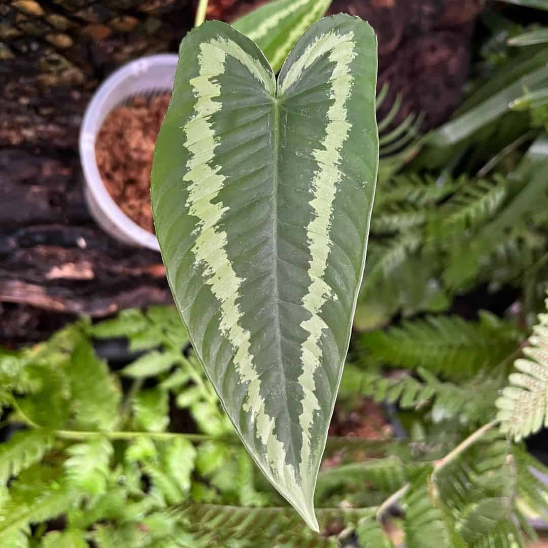 Schismatoglottis Calyptrata plant