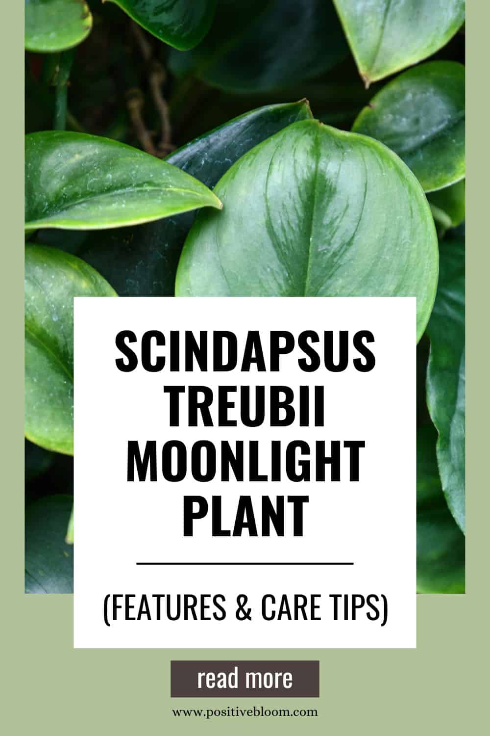 Scindapsus Treubii Moonlight Plant (Features & Care Tips) Pinterest