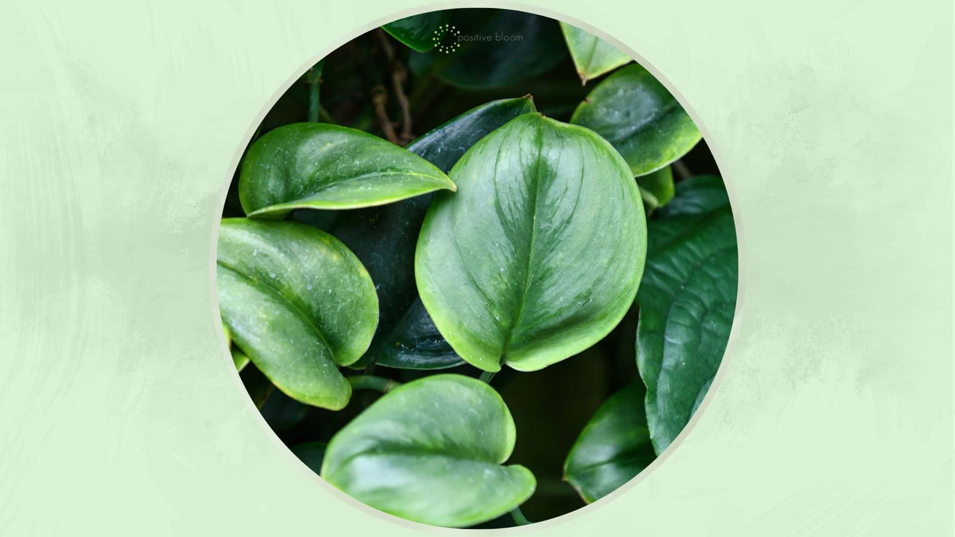 Scindapsus Treubii Moonlight Plant (Features & Care Tips)