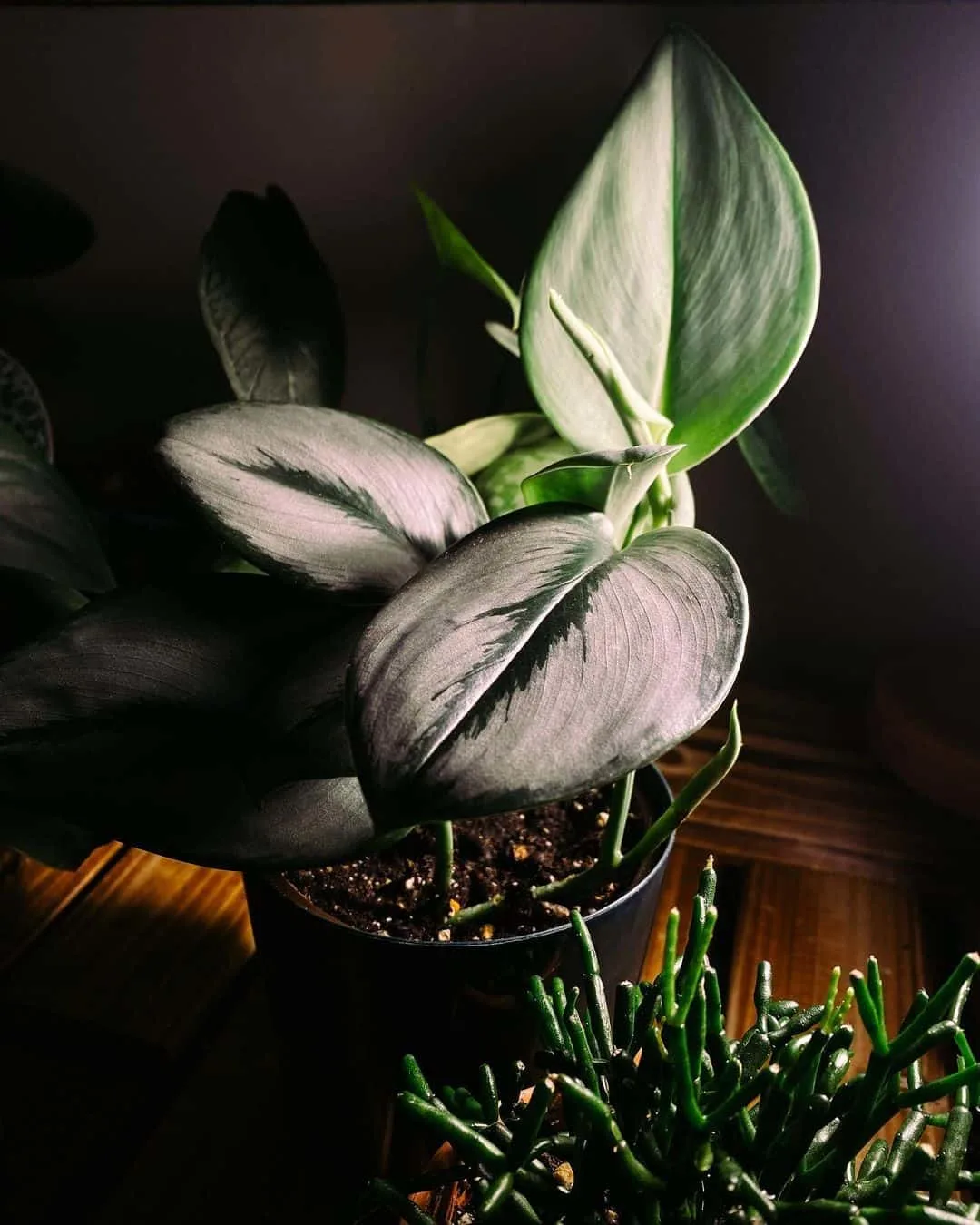 Scindapsus Treubii Moonlight Plant in a black pot