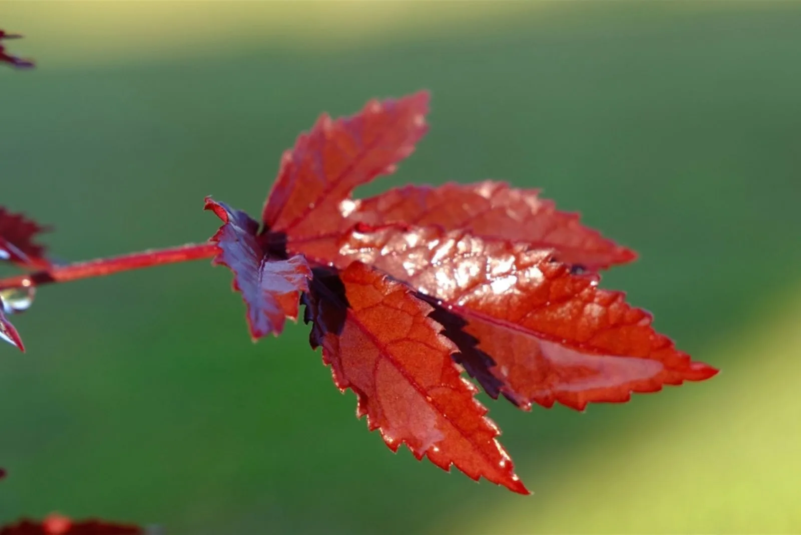 Selective focus cranberry hibiscus leaves