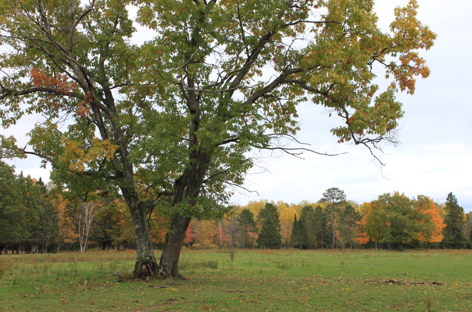 Silver maple