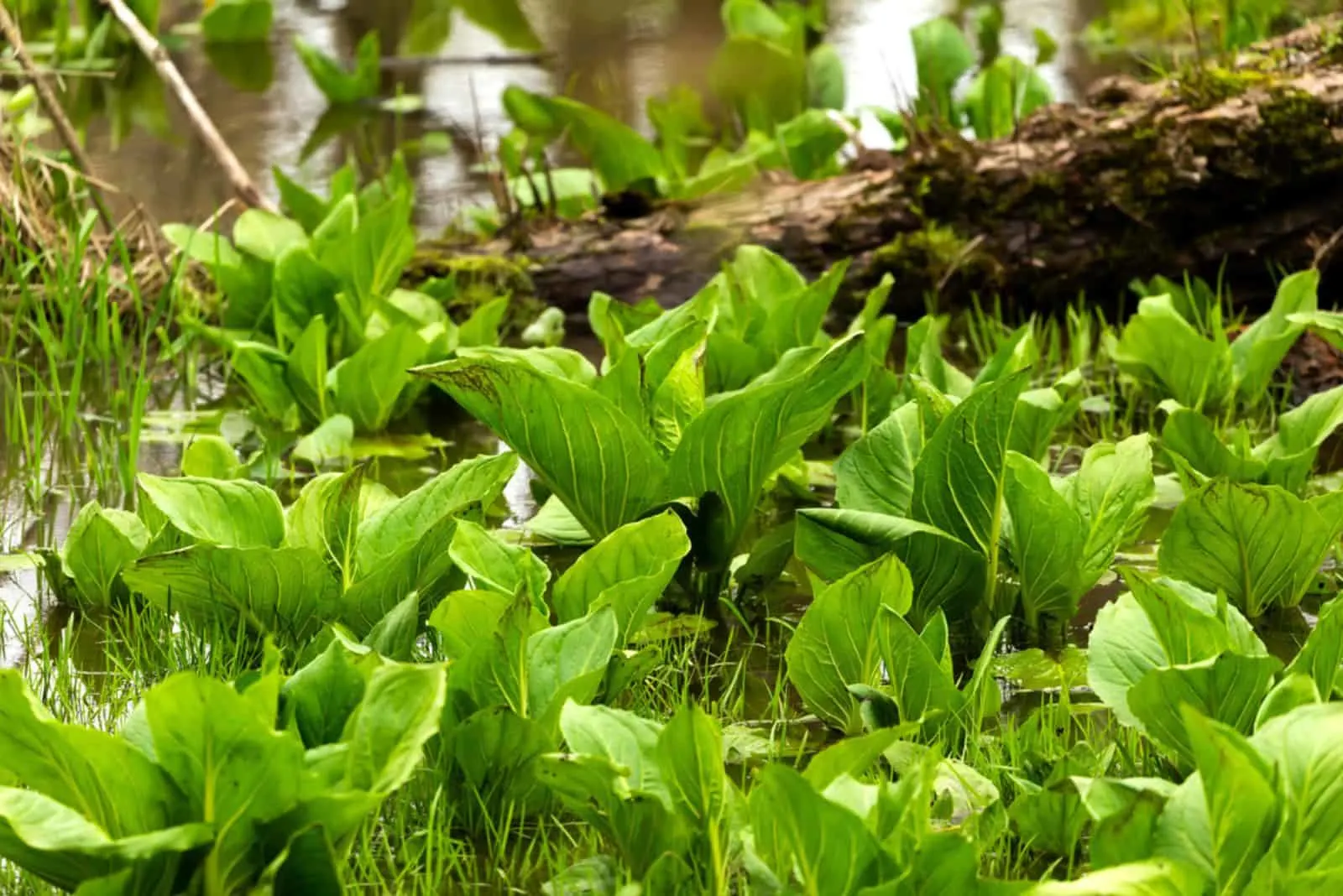 Skunk Cabbage in the wood