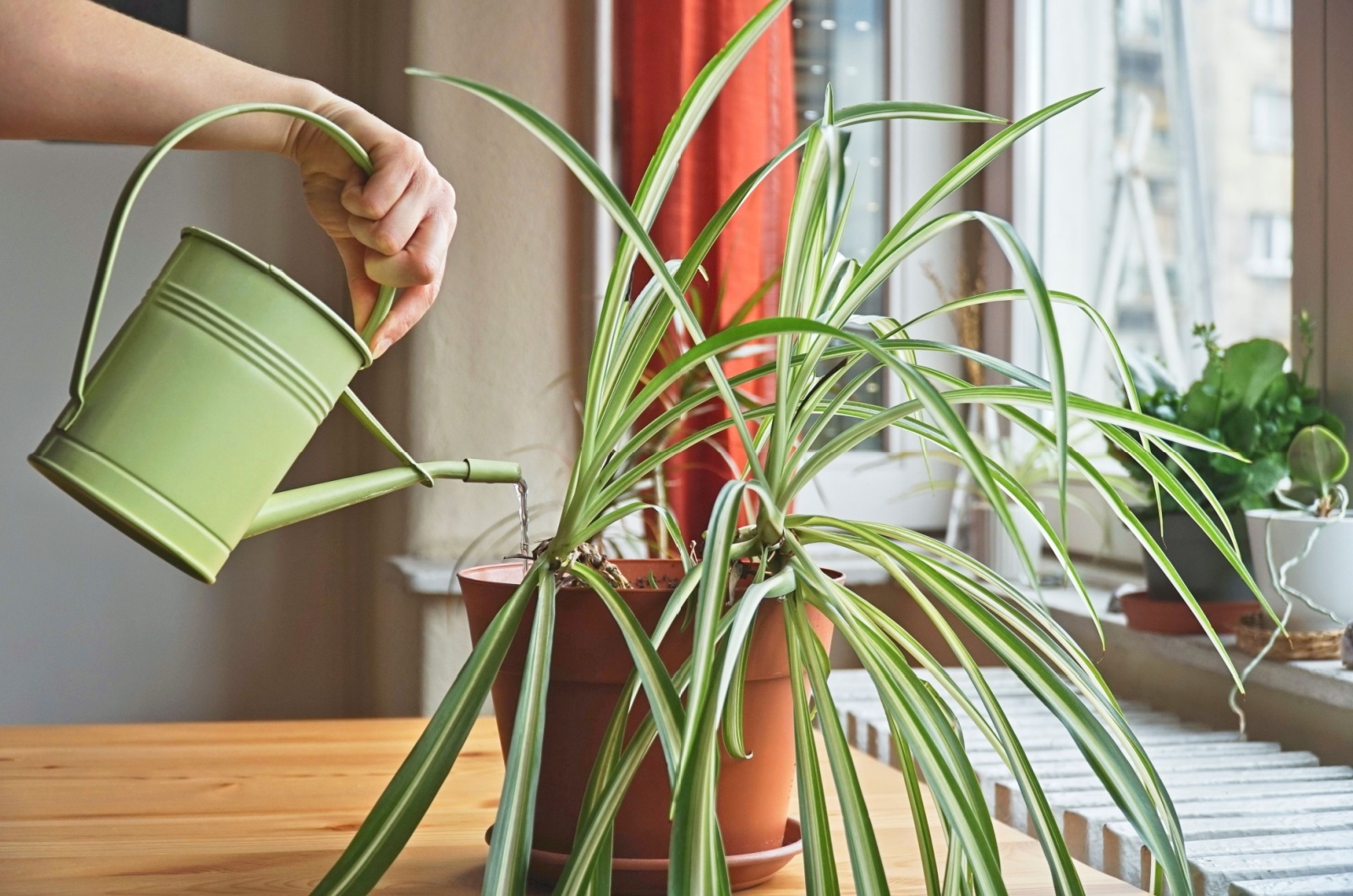 Spider Plant