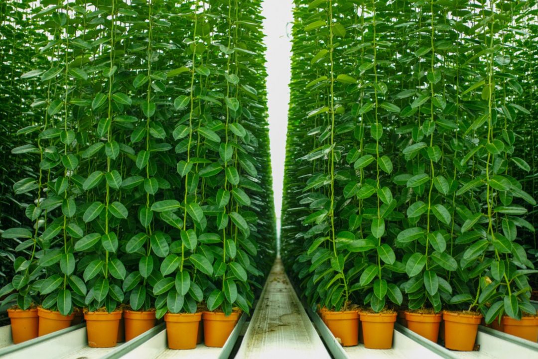 How To Grow And Care For Madagascar Jasmine