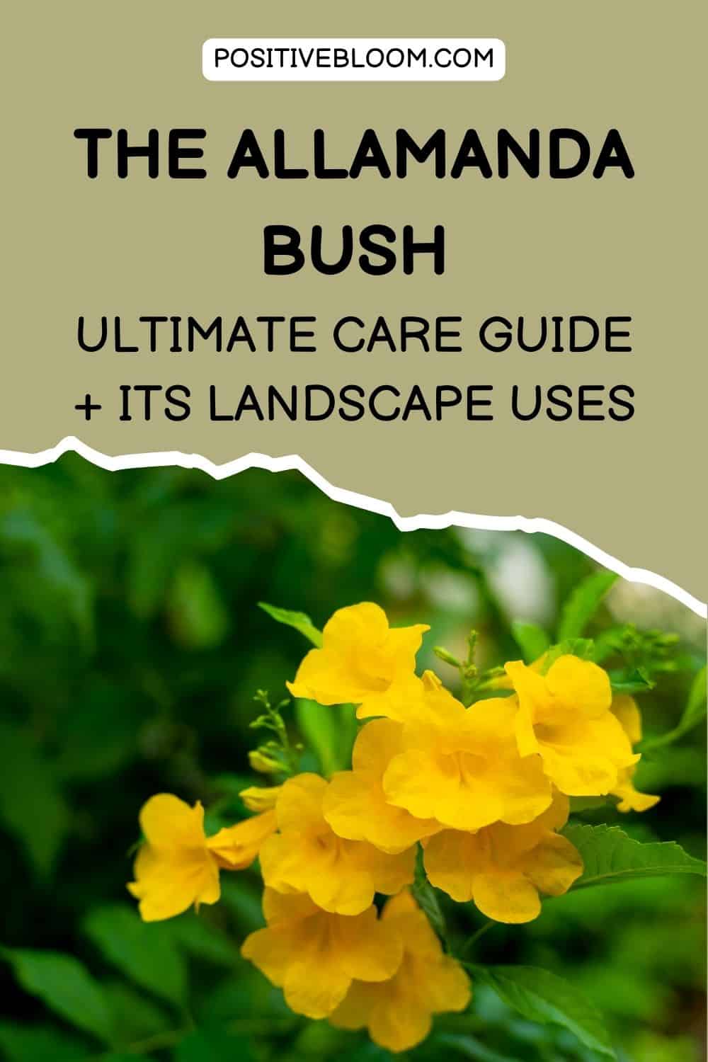 The Allamanda Bush Ultimate Care Guide + Its Landscape Uses Pinterest