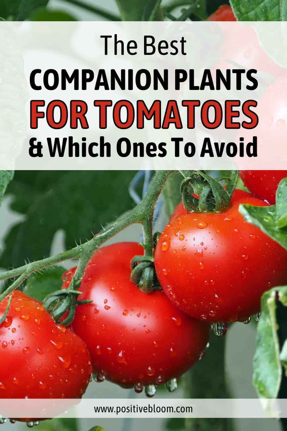 The Best Companion Plants For Tomatoes & Which Ones To Avoid Pinterest