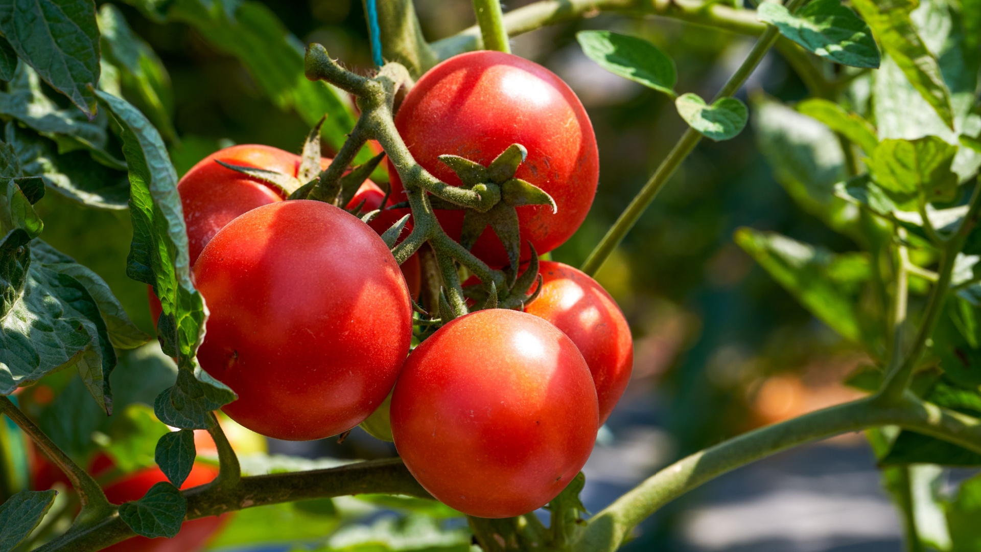 The Best Companion Plants For Tomatoes & Which Ones To Avoid