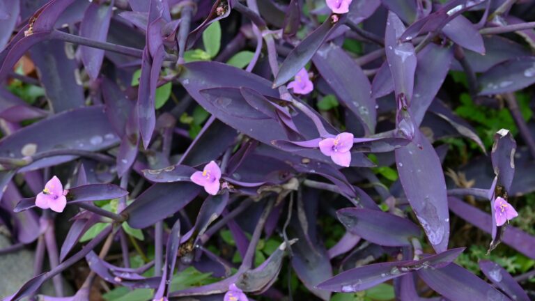 Tradescantia plant