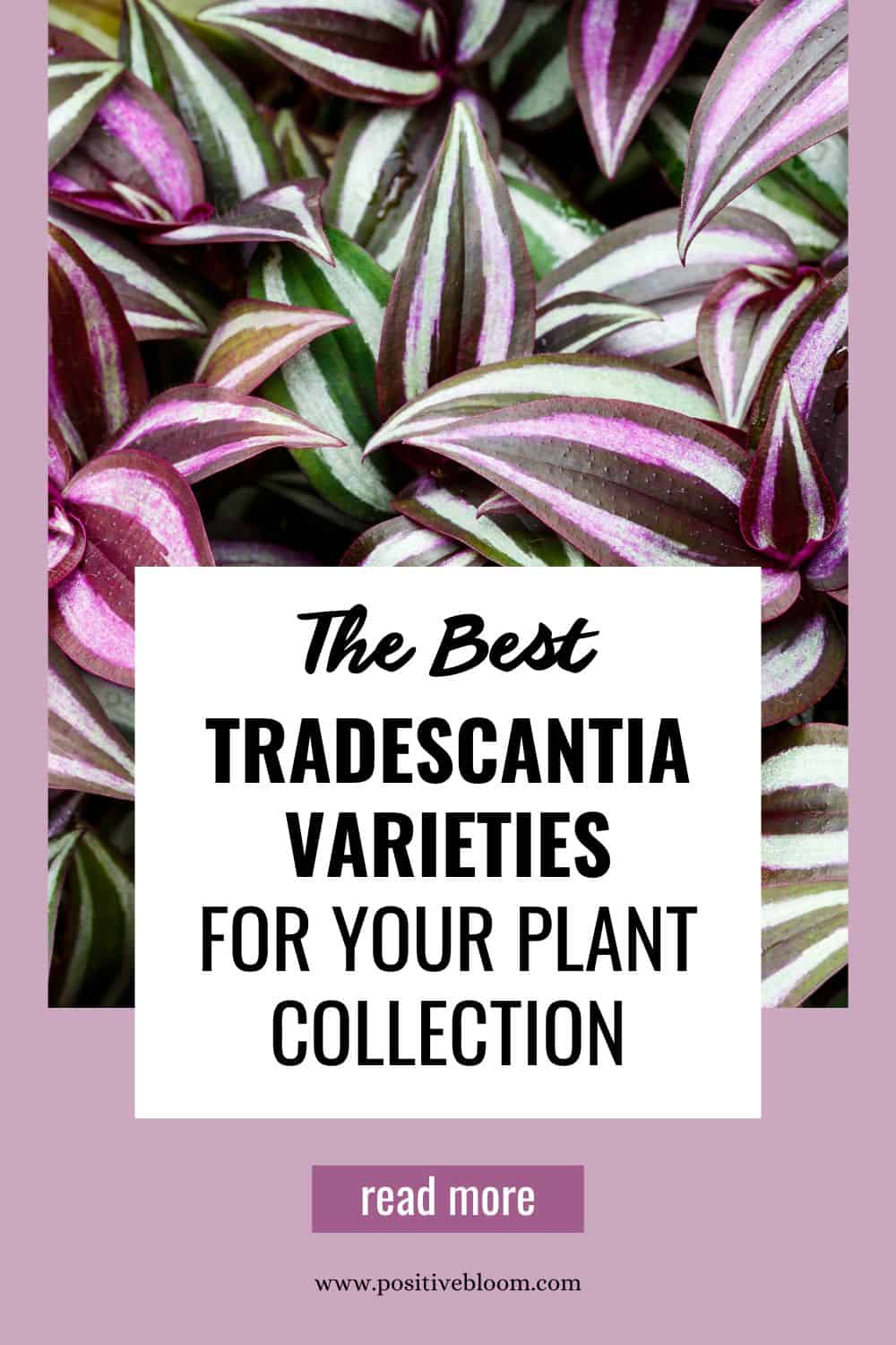 The Best Tradescantia Varieties For Your Plant Collection Pinterest