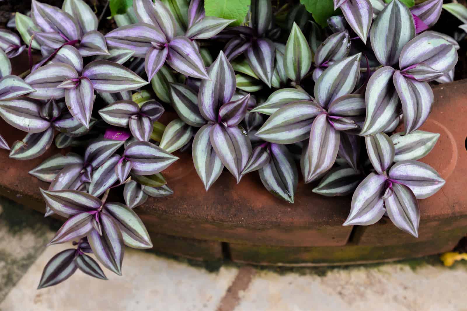 The Best Tradescantia Varieties For Your Plant Collection