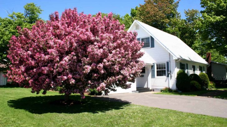 The Best Trees To Plant Near House & Which To Avoid